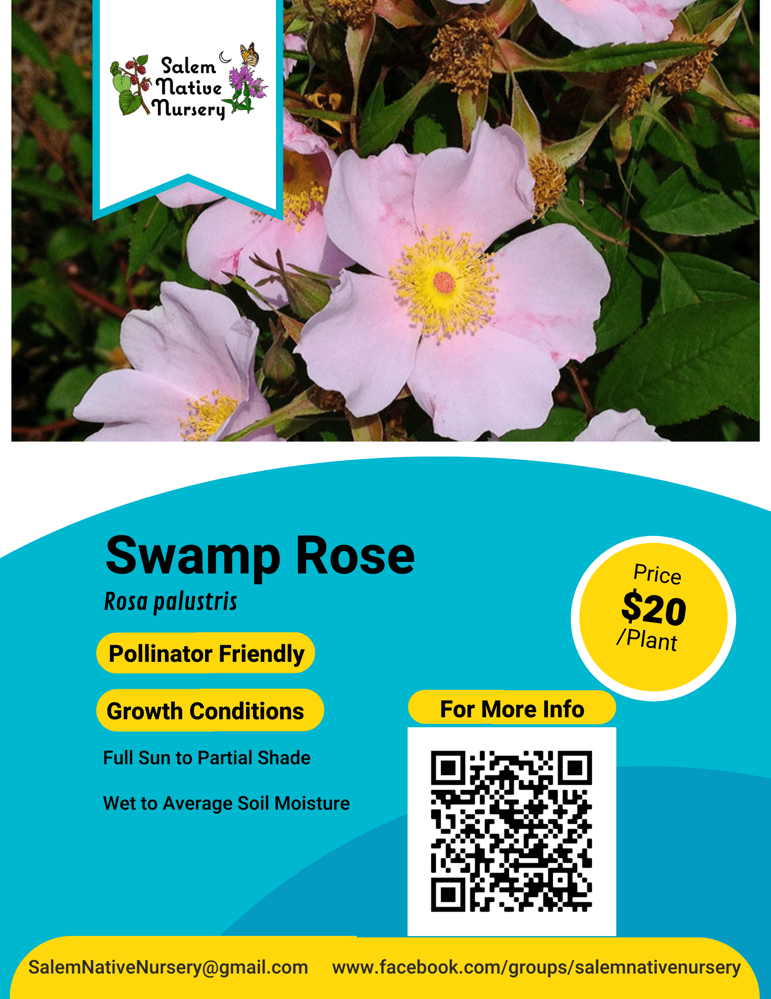 Swamp Rose